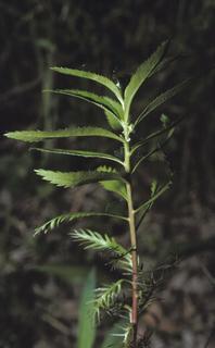 Proserpinaca palustris, leaf and flower