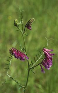 Vicia villosa, leaf and flower