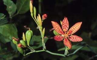 Belamcanda chinensis, flower and bud