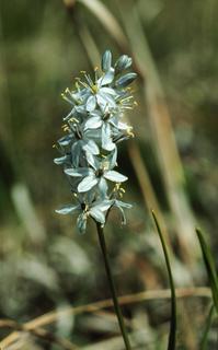 Camassia scilloides, flower