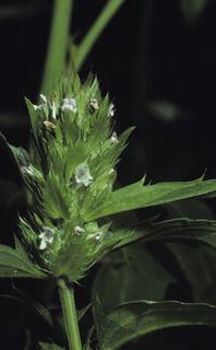 Dracocephalum parviflorum, leaf and flower