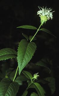 Monarda clinopodia, leaf and flower