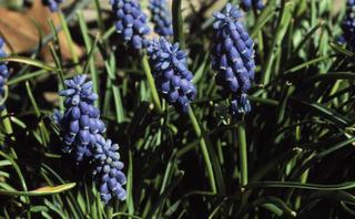 Muscari botryoides, leaf and flower