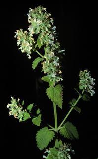 Nepeta cataria, leaf and flower