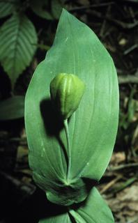 Uvularia grandiflora, fruit