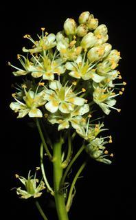 Zigadenus nuttallii, flower