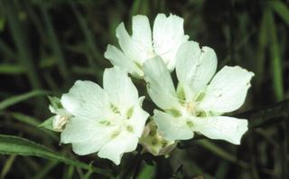 Callirhoe alcaeoides, flower