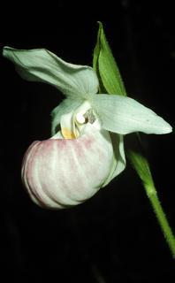 Cypripedium reginae, flower