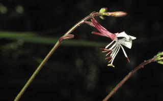 Gaura biennis, flower