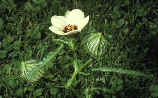 Hibiscus trionum, leaf and flower