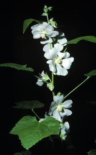 Iliamna rivularis, leaf and flower