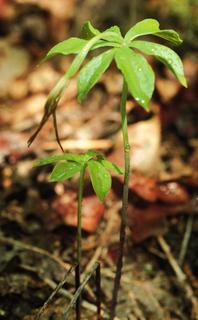 Isotria verticillata, plant