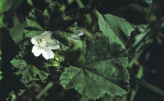 Malva neglecta, leaf and flower