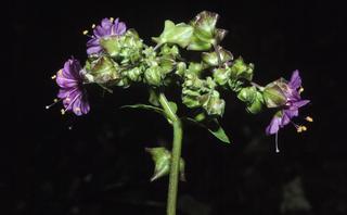 Mirabilis nyctaginea, flower