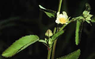 Sida spinosa, leaf and flower