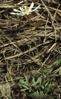 Anemone caroliniana, plant and leaf and flower