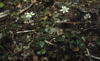 Coptis trifolia, plant and leaf and flower habitat