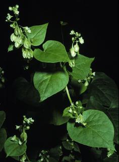 Fallopia scandens, leaf and flower