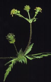 Geum vernum, leaf and flower