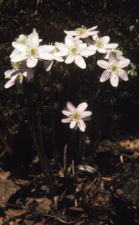 Hepatica nobilis, flower
