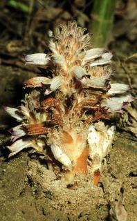 Orobanche ludoviciana, plant and flower