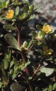 Portulaca oleracea, plant