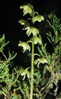 Pyrola chlorantha, flower