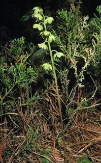Pyrola chlorantha, plant and flower