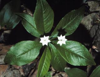 Trientalis borealis, plant and leaf and flower