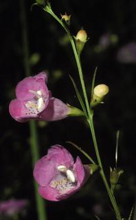 Agalinis purpurea, flower