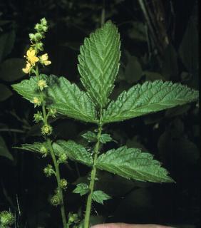 Agrimonia gryposepala, leaf and flower