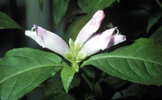 Chelone obliqua, flower