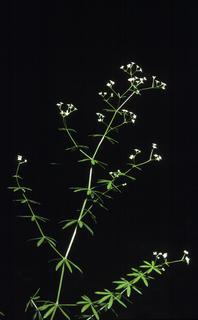 Galium concinnum, leaf and flower
