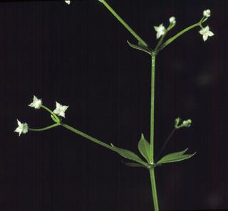 Galium triflorum, leaf and flower