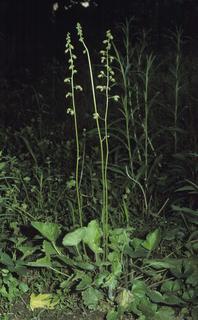 Heuchera richardsonii, plant and leaf and flower