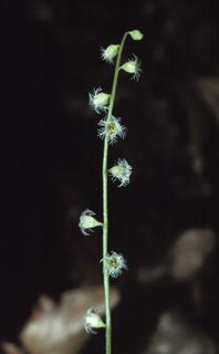 Mitella diphylla, flower