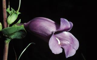 Penstemon grandiflorus, flower