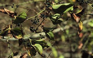 Smilax tamnoides, leaf fruit