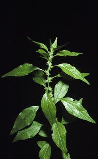 Parietaria pensylvanica, plant and leaf and flower and fruit