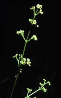 Valeriana edulis, flower