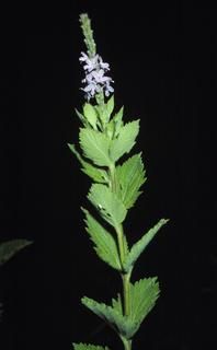 Verbena stricta, plant and leaf and flower
