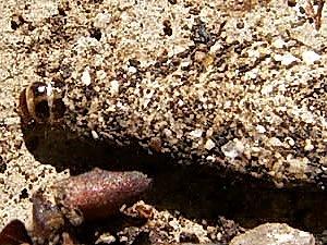 Phereoeca uterella, larva