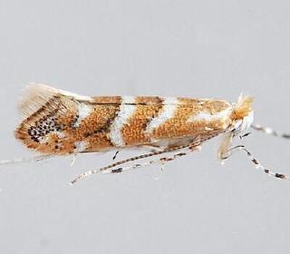 Cameraria caryaefoliella, Pecan Leafminer Moth
