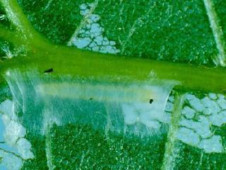 Machimia tentoriferella, larva