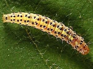 Choreutis pariana, larva