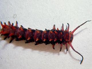 Battus philenor, larva