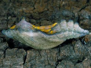 Battus philenor, larva