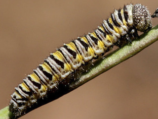 Pontia sisymbrii, larva