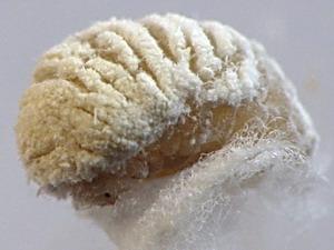 Fulgoraecia exigua, larva