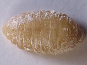 Fulgoraecia exigua, larva